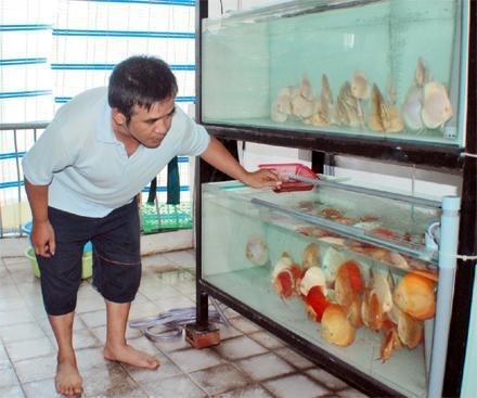 Kiểm tra sự sinh trưởng của cá cảnh.