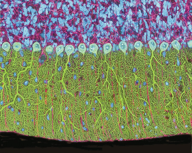 Mỹ học trong khoa học