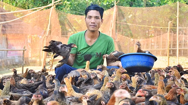 Chăn nuôi lớn giúp anh Đinh Văn Thấp cùng bà con đưa nông sản vùng cao đến với người tiêu dùng.