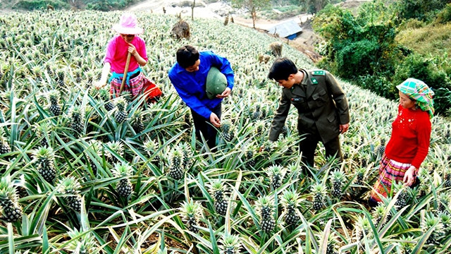 Bộ đội Biên phòng hướng dẫn người dân Nậm Chạc chăm sóc cây dứa.