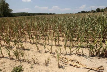 Hạn hán kéo dài đã ảnh hưởng nặng nề đến mùa màng tại Mỹ.