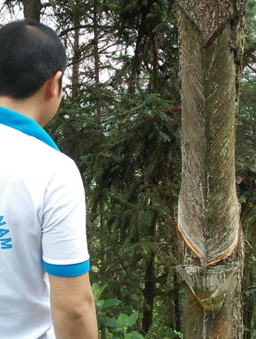 Khai thác nhựa thông non đang có xu hướng lan rộng ở xã Đức Vân, huyện Ngân Sơn.