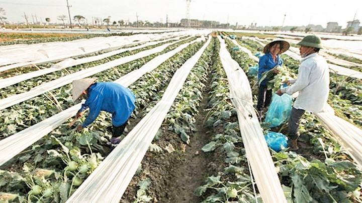 Thu hoạch su hào tại xã Tiên Dương, huyện Ðông Anh. Ảnh: TRẦN HUẤN