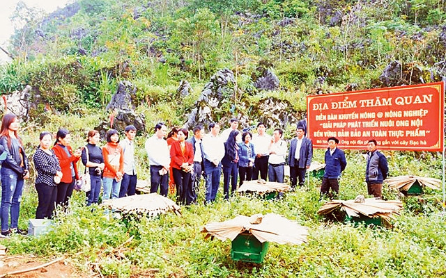 Khách tham quan mô hình nuôi ong lấy mật tại thôn Há Bua Ða, xã Thài Phìn Tủng, huyện Ðồng Văn. Ảnh: NGUYỄN SÂM