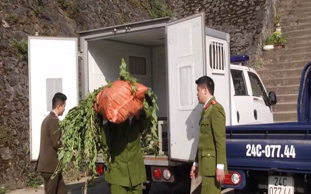 Cây thuốc phiện trồng trái phép bị Công an huyện Sa Pa nhổ bỏ, tiêu hủy.