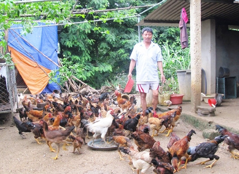 Gia đình giáo dân Nguyễn Văn Tùng, xóm 10, xã Tường Sơn được vay vốn tín dụng chính sách đầu tư chăn nuôi gà… đã thoát nghèo và trở thành hộ khá.