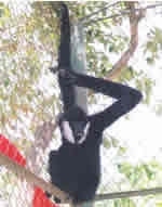 Vượn đen Cao Vít.