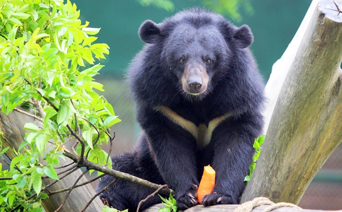 Một cá thể gấu ngựa tại Trung tâm cứu hộ Gấu Việt Nam.