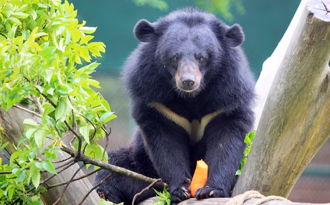 Một cá thể gấu ngựa tại Trung tâm cứu hộ Gấu Việt Nam.