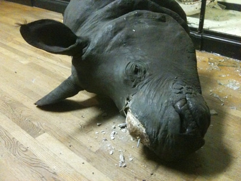 Mẫu vật sừng tê giác đã bị lấy trộm hai sừng, dù chỉ là bản sao.