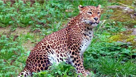 Loài báo hoa mai (Ảnh: internet)