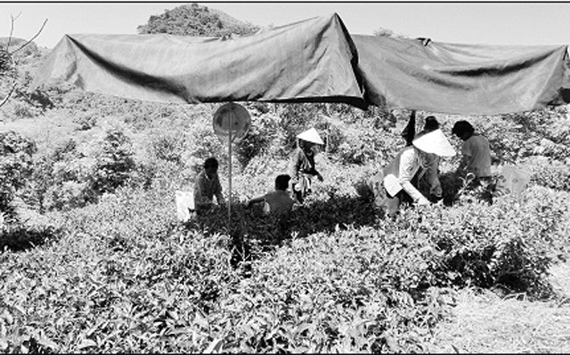 Gia đình chị Triệu Phúc Hương, xóm Ba Nhất, xã Phú Thượng, huyện Võ Nhai (Thái Nguyên) chăm sóc đồi chè.