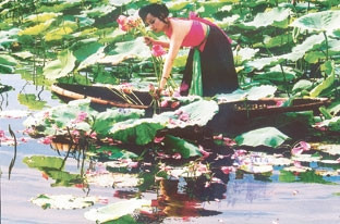 Trên đầm sen Quảng Bá - Hồ Tây (Hà Nội)