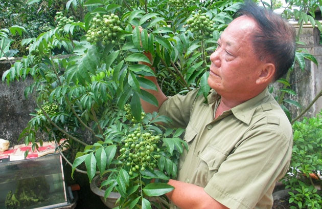 Anh Dương Xuân Hải, bên cây mác mật mới ba năm tuổi nhưng cho quả sum sê.