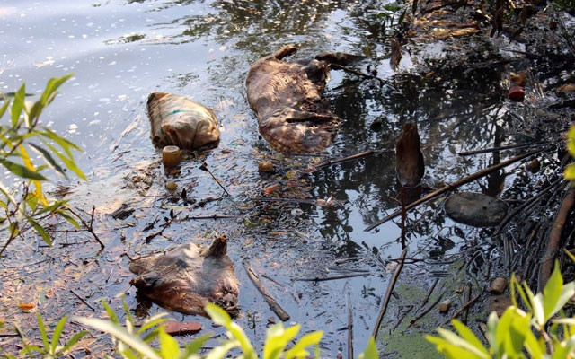 Xác heo chết còn “vương” lại trên thác Cam Ly.