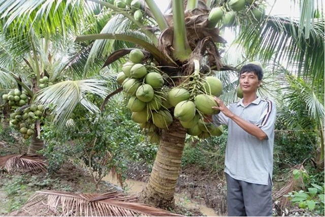 Mô hình vườn - ao - chuồng trồng dừa xiêm xanh lùn của nông dân huyện Trần Văn Thời (Cà Mau) mang lại hiệu quả kinh tế cao.