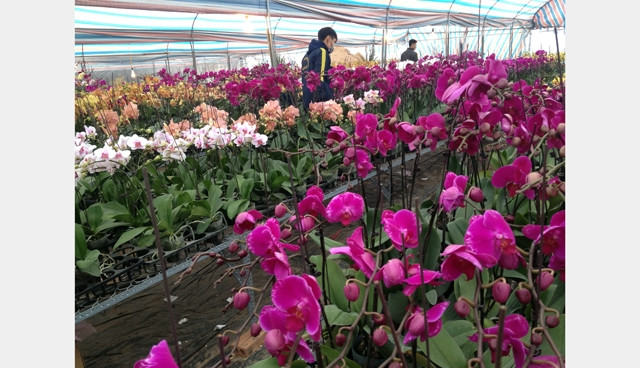 Trồng hoa công nghiệp trong nhà kính cho năng suất, chất lượng cao.