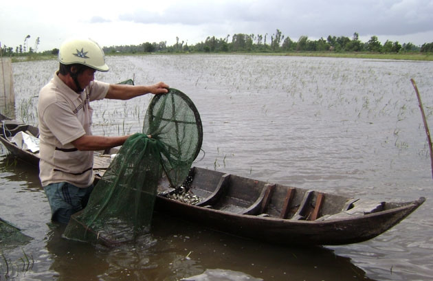 Đánh bắt cá linh bằng dớn trên đồng.