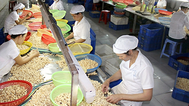 Chế biến hạt điều tại Công ty TNHH Thiện Minh, thị xã Long Khánh, tỉnh Ðồng Nai. Ảnh: BÌNH NGUYÊN