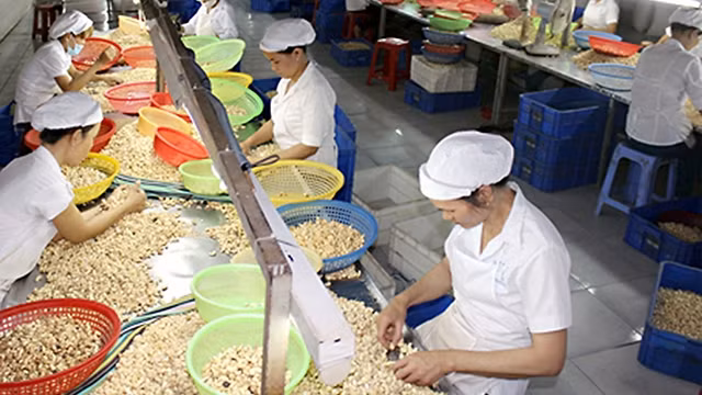 Chế biến hạt điều tại Công ty TNHH Thiện Minh, thị xã Long Khánh, tỉnh Ðồng Nai. Ảnh: BÌNH NGUYÊN