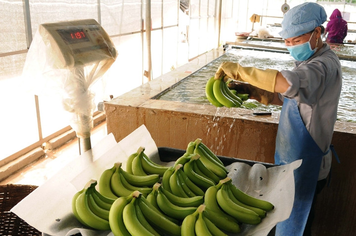 Sơ chế chuối xuất khẩu tại Công ty cổ phần Nông nghiệp Unifarm ở xã An Thái, huyện Phú Giáo (Bình Dương). Ảnh: AN HIẾU (TTXVN)