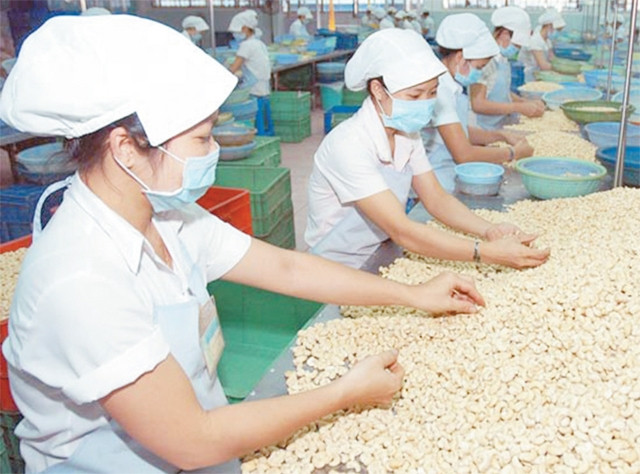 Sản phẩm nhân hạt điều của nước ta ngày càng được khách hàng nước ngoài ưa chuộng. Trong ảnh: Chế biến hạt điều tại Nhà máy chế biến hạt điều xuất khẩu (quận Thủ Đức). Ảnh: XUÂN TRUNG