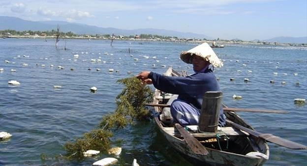 Nuôi rong sụn ở Vịnh Cam Ranh, Khánh Hòa.