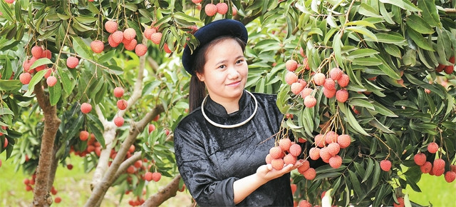 Thương hiệu Vải thiều Lục Ngạn ngày càng có uy tín trên thị trường. Ảnh trong bài: Việt Hưng