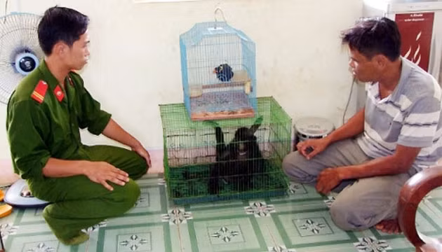 Thu giữ cá thể vượn bạc má mầu trắng đen và con nhồng tại phòng trọ đối tượng Đặng Anh Tuấn ở xã Đác Ru.