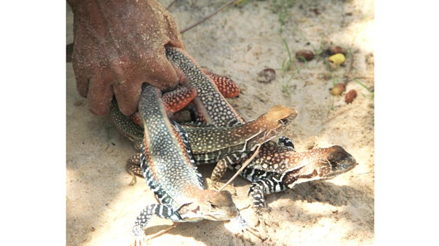 Một kg dông trống trưởng thành bán với giá 450 nghìn đồng chỉ từ ba đến bốn con.