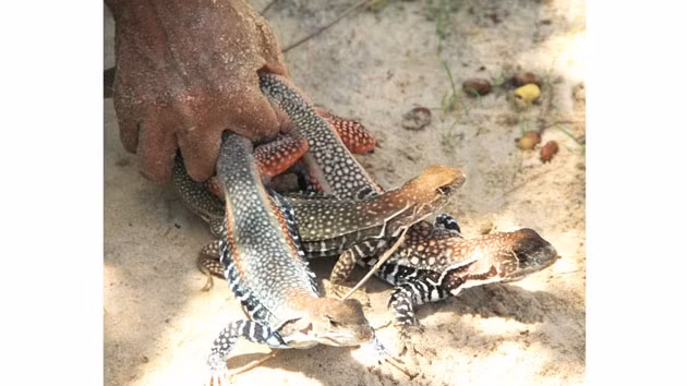 Một kg dông trống trưởng thành bán với giá 450 nghìn đồng chỉ từ ba đến bốn con.