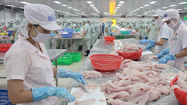 Chế biến cá xuất khẩu tại Công ty cổ phần Hùng Vương (Tiền Giang). Ảnh: Quang Tuấn