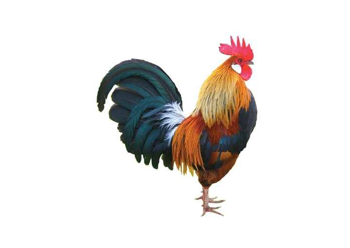 Con gà trống của người Dao 