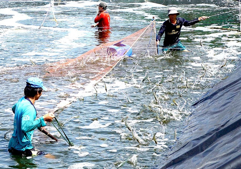 Thu hoạch tôm siêu thâm canh ở huyện Đầm Dơi, một trong ba địa phương nuôi tôm thâm canh lớn nhất tại Cà Mau.
