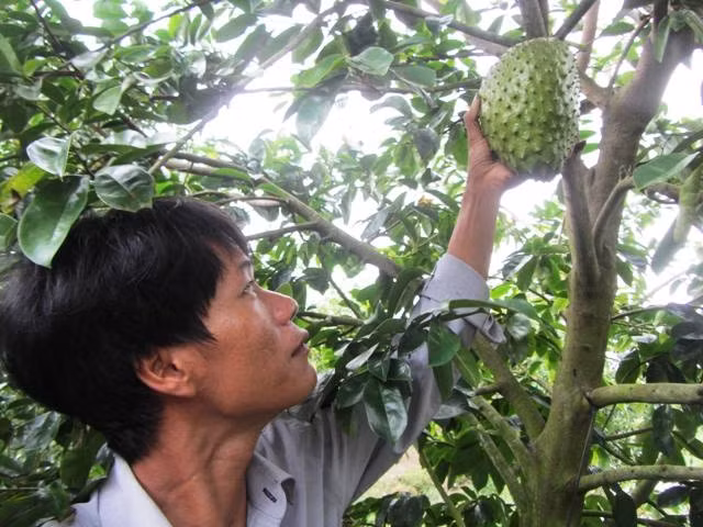 Thu hoạch mãng cầu xiêm ở xã Hòa Mỹ.