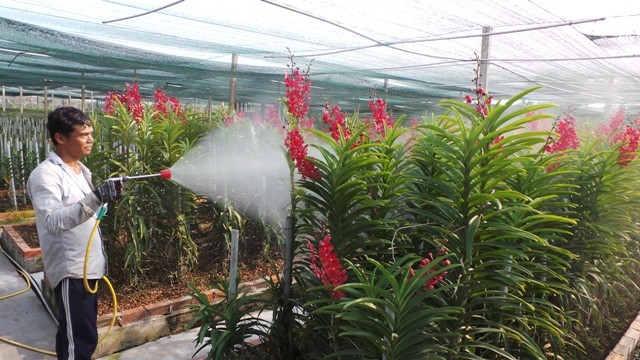 Trồng hoa lan cắt cành xuất khẩu ở TP Hồ Chí Minh.