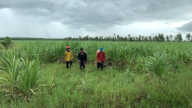 Người trồng mía đang thấp thỏm trước biến động giá mía đường niên vụ 2019-2020.