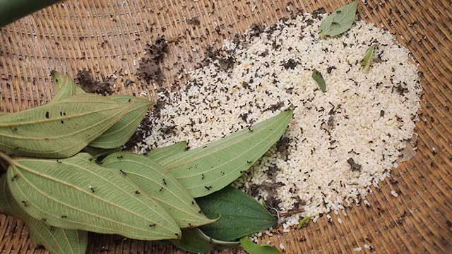 Trứng kiến trắng muốt như hạt gạo.