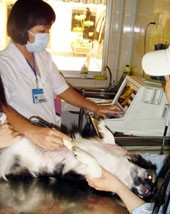 Chăm sóc thú cưng tại trạm <BR>Thú y 151 Lý Thường Kiệt, <BR>quận 5 - TP Hồ Chí Minh.