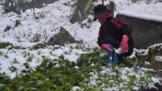 Người dân thị trấn Sa Pa đang bới tuyết cứu rau khỏi bị chết, thối do giá lạnh.