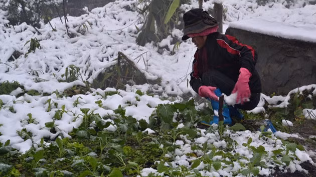 Người dân thị trấn Sa Pa đang bới tuyết cứu rau khỏi bị chết, thối do giá lạnh.