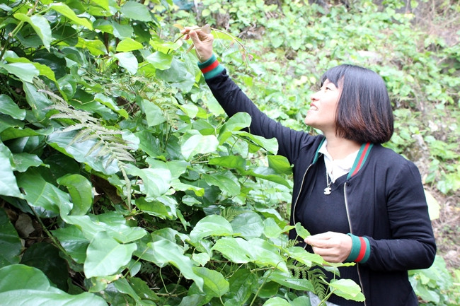 Rau bò khai tím được trồng tại xã Phúc Sen, huyện Quảng Uyên (Cao Bằng).