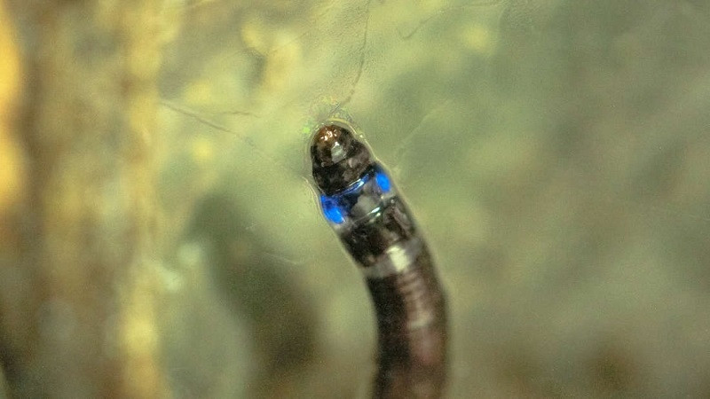 Ấu trùng nấm gnat ở Nam Mỹ phát quang màu xanh nước biển.