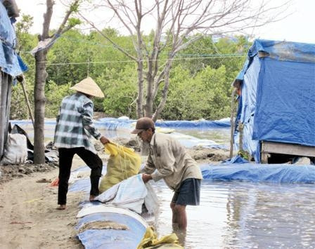 Một gia đình đang xuống giống nghêu bạt.