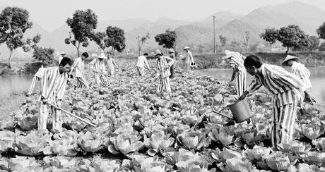 Phạm nhân lao động tại trại giam Nam Hà.