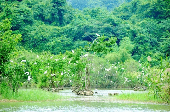Vườn chim Thung Nham.