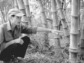 Nhiều hộ dân tham gia mô hình
trồng tre lấy măng.