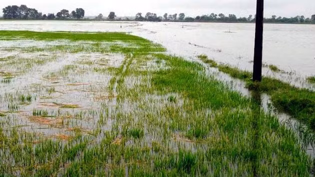 Hơn 1.000 ha lúa đông xuân tại huyện Quảng Điền bị ngập úng, hư hỏng.