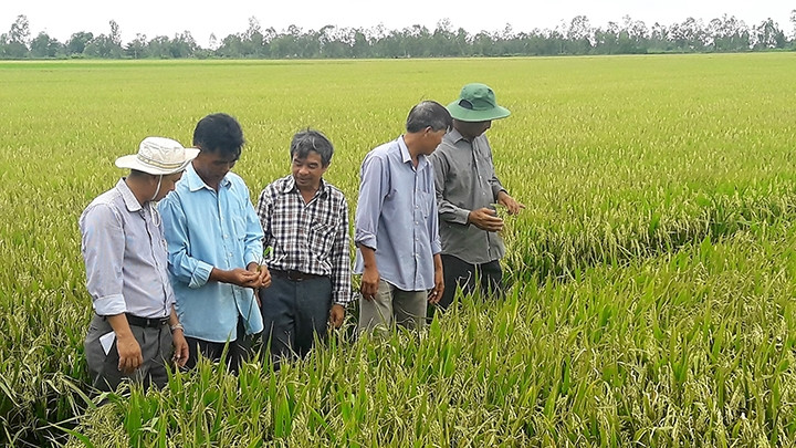 Kỹ sư của Chi cục Trồng trọt và Bảo vệ thực vật Sóc Trăng hướng dẫn nông dân trồng lúa hữu cơ.