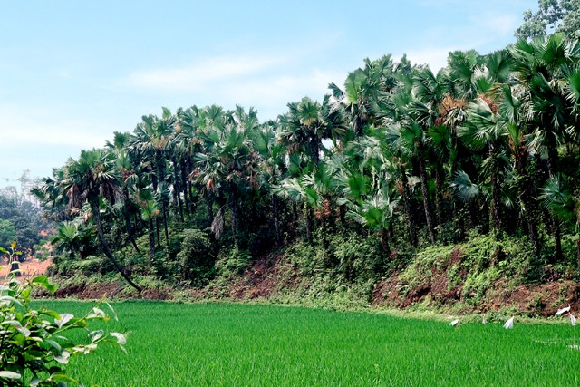 Một nét trung du. Ảnh: NGÔ TRÍ THÀNH